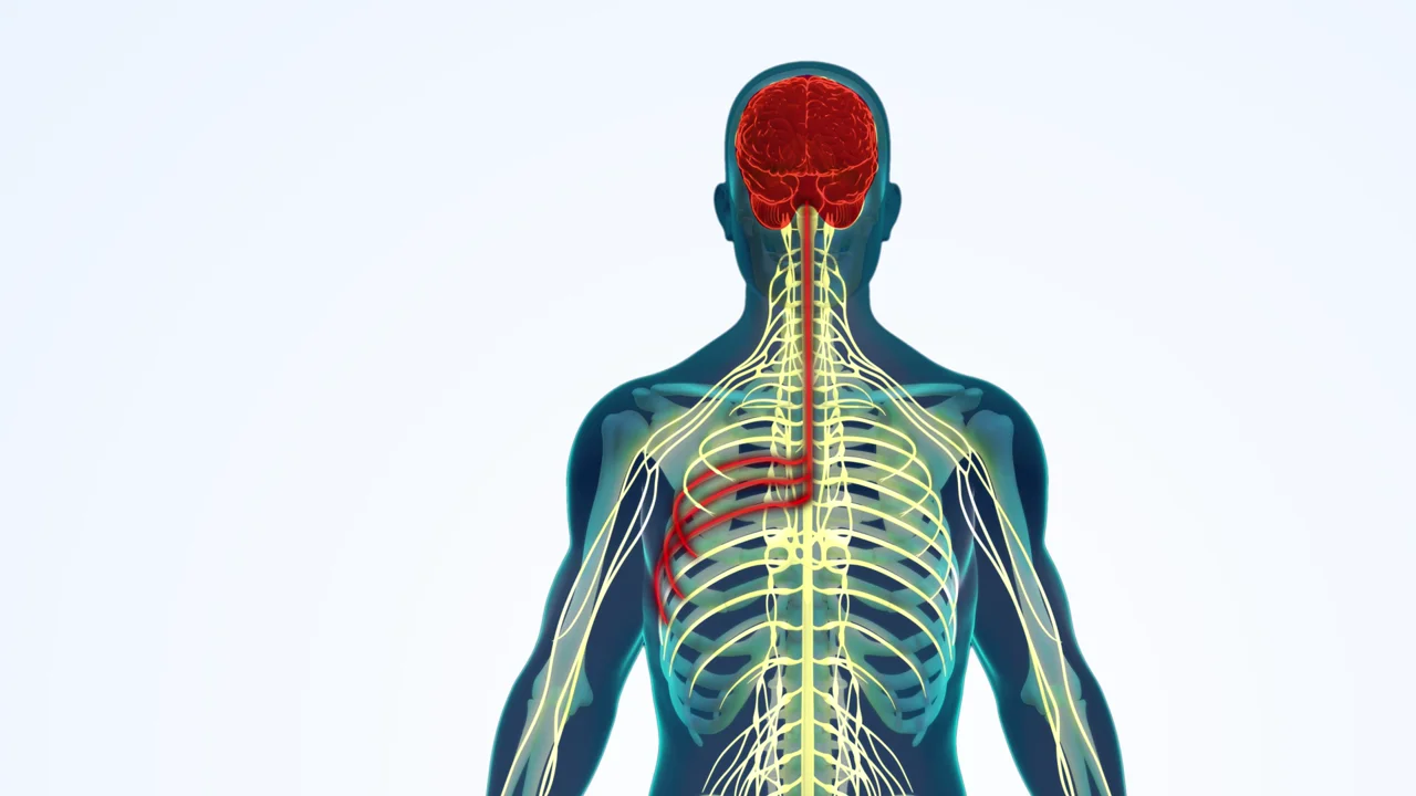 Cryo-Man chest animation still highlighting nerve pathways in the upper body