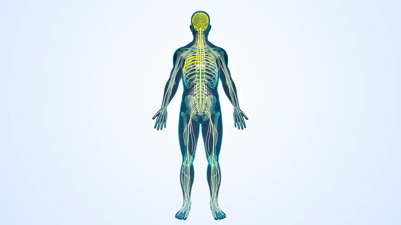 AtriCure Cryo-Man 3D anatomical model