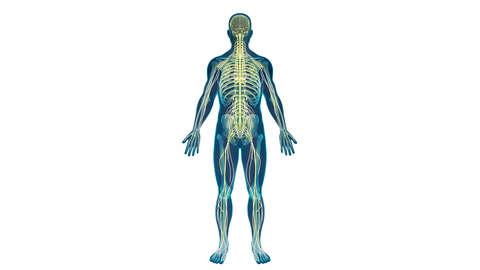 Cryo-Man 3D model with a translucent body revealing the skeleton and nervous system